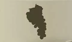 ブドウ