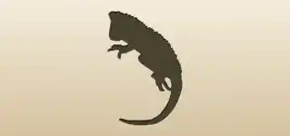 イグアナ