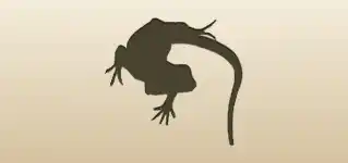 イグアナ