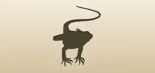 イグアナ