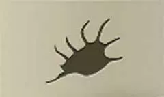 Shell silhouette