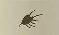 Shell silhouette