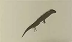 Lizard silhouette