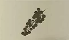 Grapes silhouette