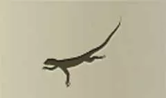Lizard silhouette