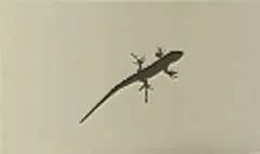 Lizard silhouette