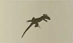 Lizard silhouette