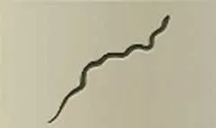 Snake silhouette