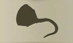 Pirate's Hook silhouette
