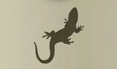 Gecko