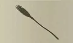 Broom