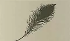 鳥の羽のシルエット
