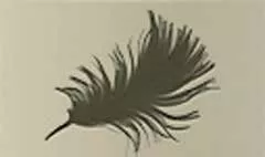 鳥の羽のシルエット
