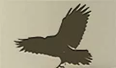 カラス