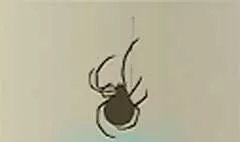 クモ