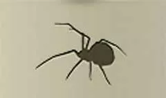 クモ