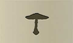 Fly Agaric Mushroom