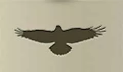 カラス