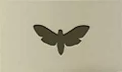 蛾
