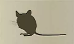 ネズミ