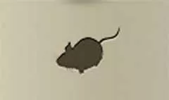 ネズミ