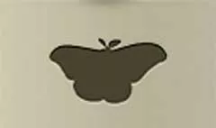 蛾