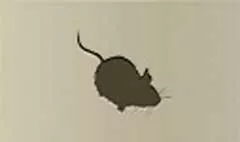 ネズミ