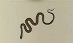 ヘビ