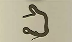 ヘビ