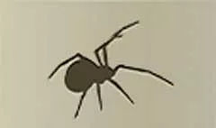 クモ