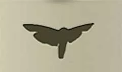 蛾