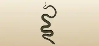 Snake silhouette