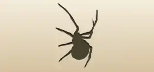クモのシルエット