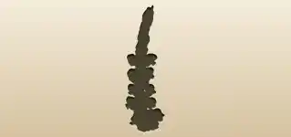 にんにくのシルエット