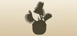 ハエトリソウのシルエット