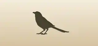 Magpie silhouette