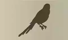 カササギのシルエット