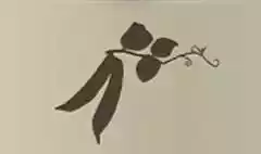 エンドウマメのシルエット