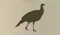 七面鳥のシルエット