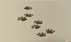 動物の足跡のシルエット