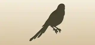 Magpie silhouette