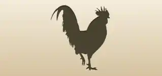 Rooster silhouette