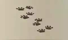 動物の足跡のシルエット