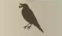 カササギのシルエット