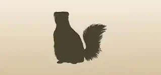 Skunk silhouette