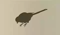 カササギのシルエット