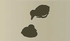 Ducklings silhouette