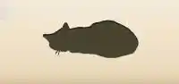 Cat silhouette