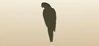 オウムのシルエット