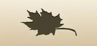 カエデの葉